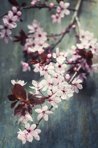 Våren körsbär blommar — Stockfoto