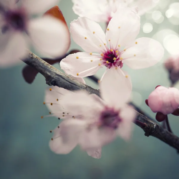 Fiori di ciliegio primaverili — Foto Stock