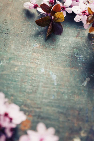 Κεράσι άνθη την άνοιξη — Φωτογραφία Αρχείου