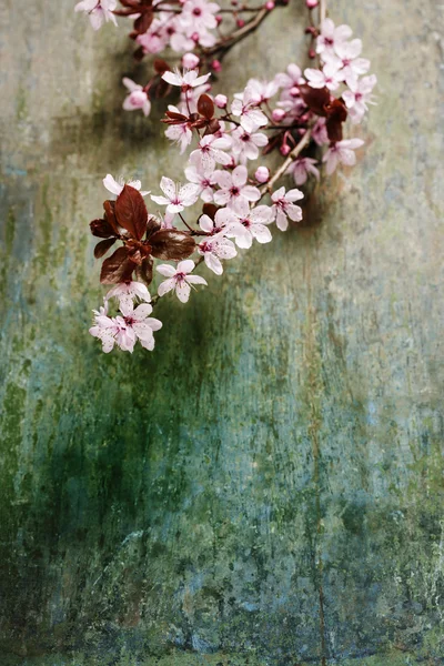 Flores de cerezo de primavera — Foto de Stock