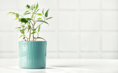 Fayans duvarının karşısında saksı bitkisi var. Kentsel yaşam ve iç mekan bitkileriyle stil