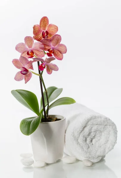 Σύνθεση σπα με πετσέτα και όμορφη ροζ ορχιδέα — Φωτογραφία Αρχείου