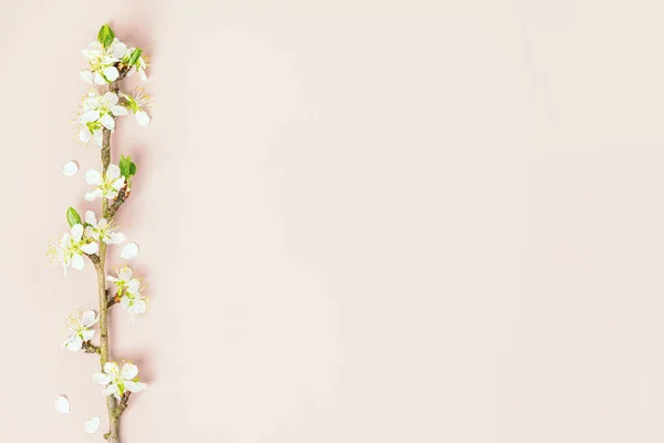 春天里 春天里 樱花分枝 色彩艳丽 复制空间 — 图库照片