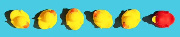 One Out Unique Rubber Duck Concept Blue Background Standing Out — Stock Photo, Image