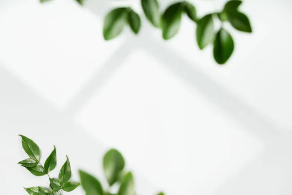 Beyaz Duvardaki Pencere Gölgesi Yeşil Yapraklar Model Poster Kırtasiye Duvar — Stok fotoğraf