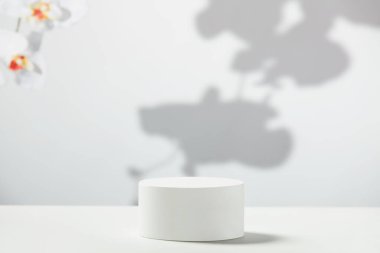 Gri arka planda beyaz çigila çiçekleri olan soyut beyaz podyum. Ürün sunumu için stand-up yapın. Üç boyutlu çizim. Minimum konsept. Reklam şablonu