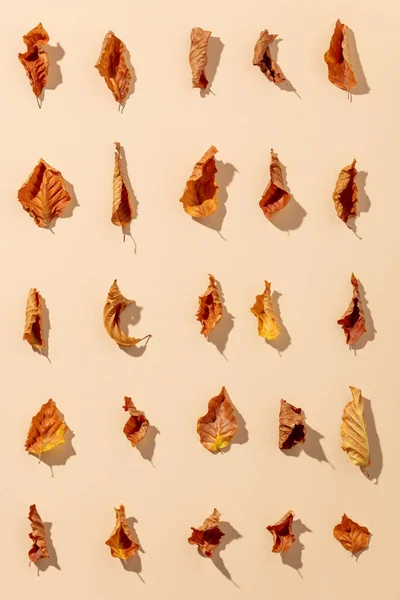 Сухие Листья Бежевом Фоне Осенний Узор Плоский Узор — стоковое фото