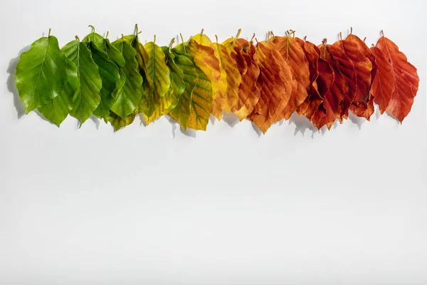 Creative Layout Colorful Autumn Leaves White Background Flat Lay Copy — Fotografia de Stock