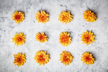 Gri taş zemin üzerinde turuncu kasımpatı, sonbahar deseni, düz yatış