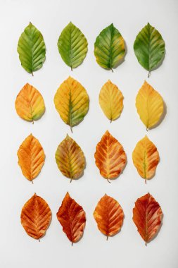 Creative layout of colorful autumn leaves on white background