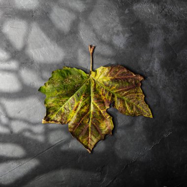 Kuru sonbahar yaprağı, ay ışığı ve korkunç orman gölgesiyle Cadılar Bayramı asgari konsepti. Yaratıcı ürkütücü tatil eğlencesi arka planı