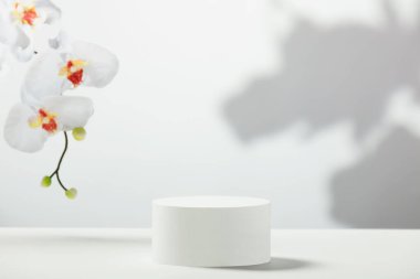 Gri arka planda beyaz çigila çiçekleri olan soyut beyaz podyum. Ürün sunumu için stand-up yapın. Üç boyutlu çizim. Minimum konsept. Reklam şablonu