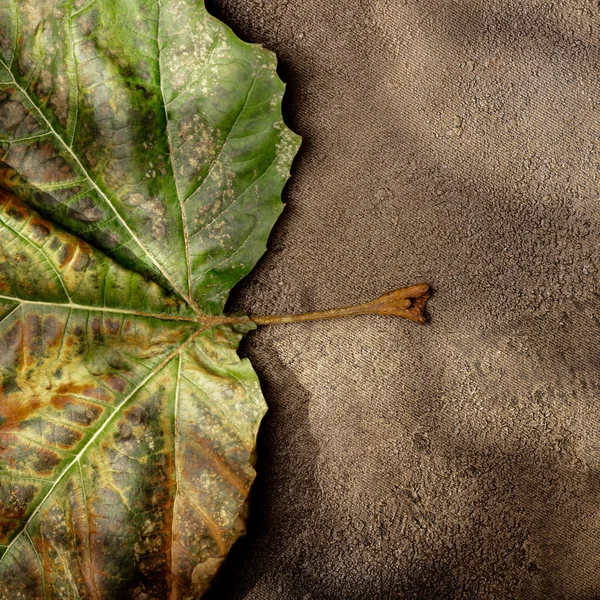 Hoja Seca Texturas Artísticas Fondo Con Sombras Árboles Espacio Para —  Fotos de Stock