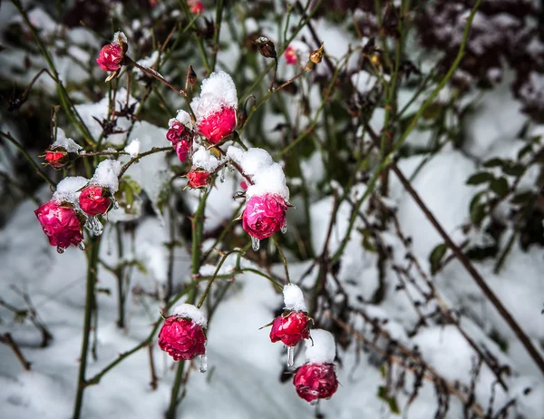 在雪中的玫瑰 — 图库照片