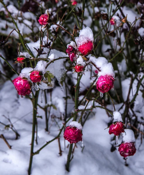 Roses in the snow — Stock Photo, Image