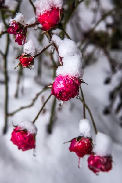 在雪中的玫瑰 — 图库照片