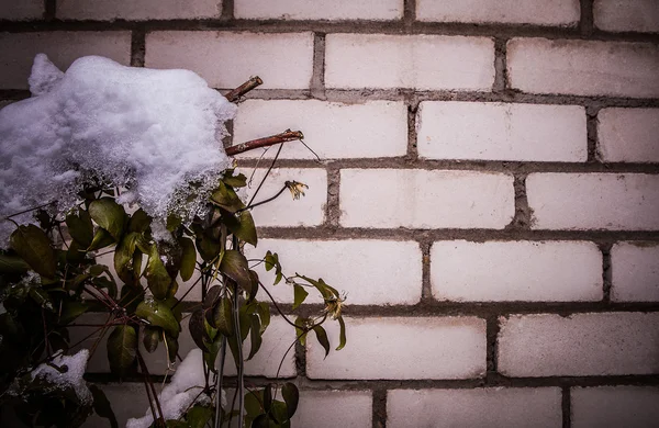 Muur en besneeuwde bush — Stockfoto