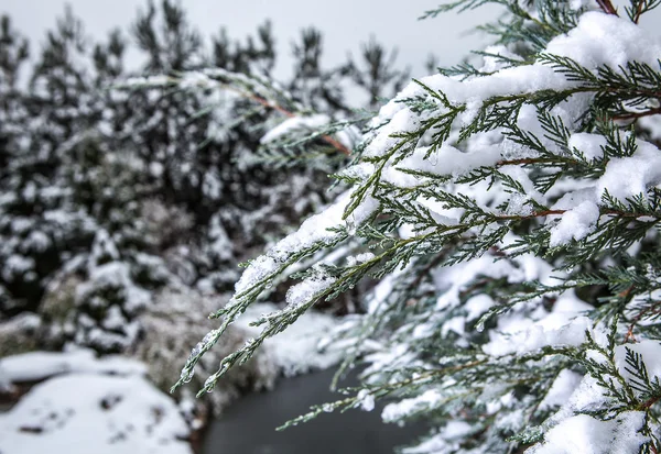 Winter branch bedekt met sneeuw — Stockfoto