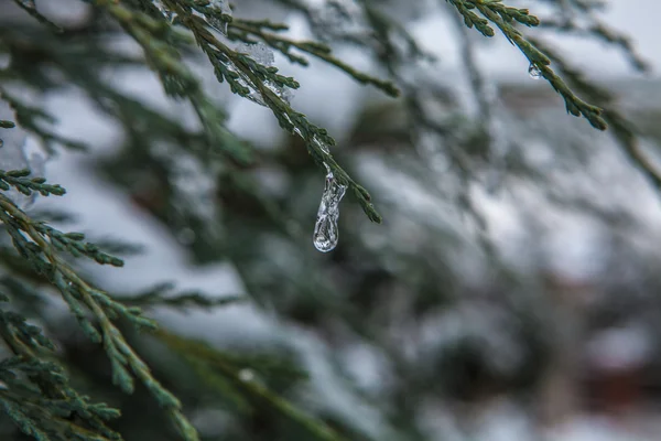 冬季分支覆盖着雪 — 图库照片