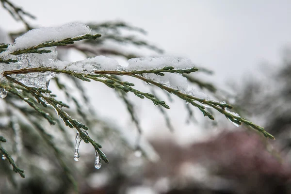 Winter branch covered with snow — Stock Photo, Image