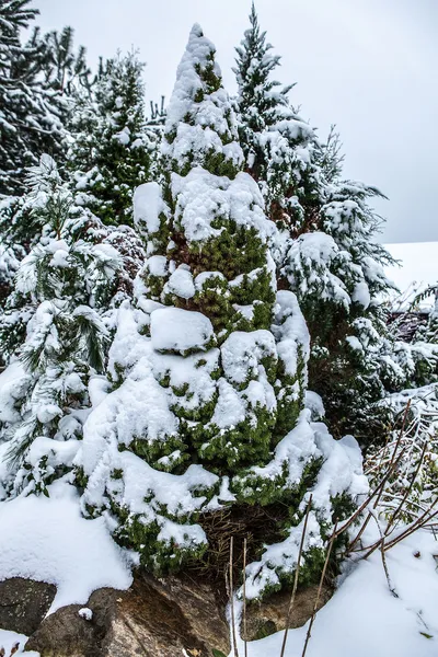 Winter — Stock Photo, Image