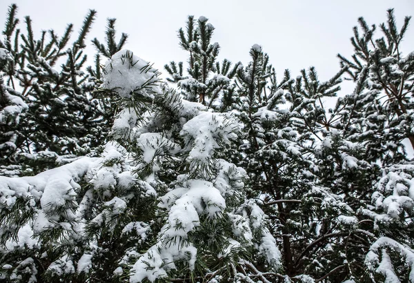 Winter — Stock Photo, Image