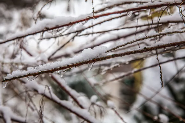 Winter — Stockfoto