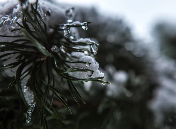 Winter branch bedekt met sneeuw — Stockfoto