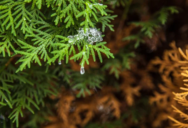Vintern gren täckt med snö — Stockfoto