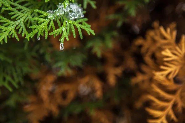 Vintern gren täckt med snö — Stockfoto