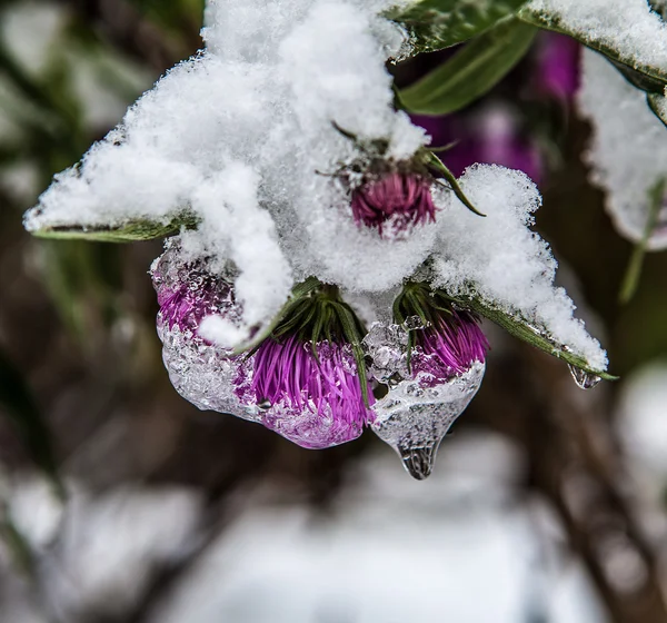 First snow on flowers — Stock Photo, Image