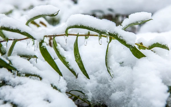 Winter — Stock Photo, Image