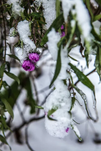 First snow on flowers — Stock Photo, Image