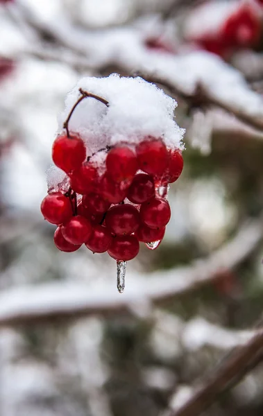 雪地里的覆盆子 — 图库照片