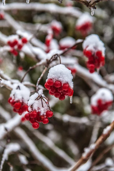 雪地里的覆盆子 — 图库照片