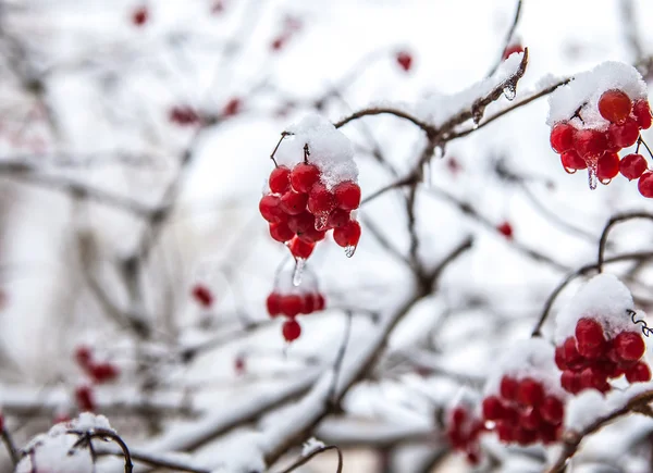 Rowan berries in the snow — Stock Photo, Image