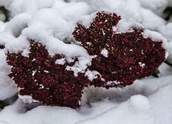 First snow on flowers — Stock Photo, Image