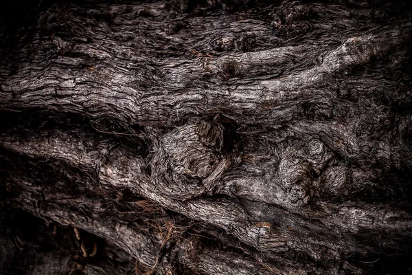 Grosse racine d'arbre. Gros plan texture . — Photo