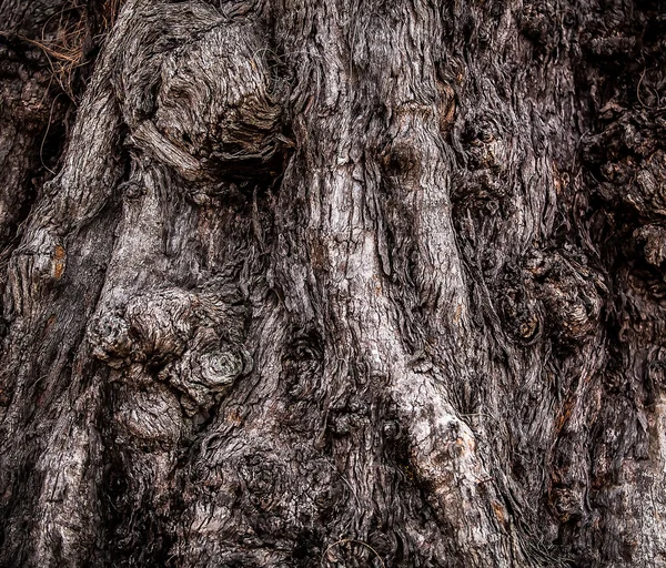 Nagy fa gyökere. közeli textúra. — Stock Fotó