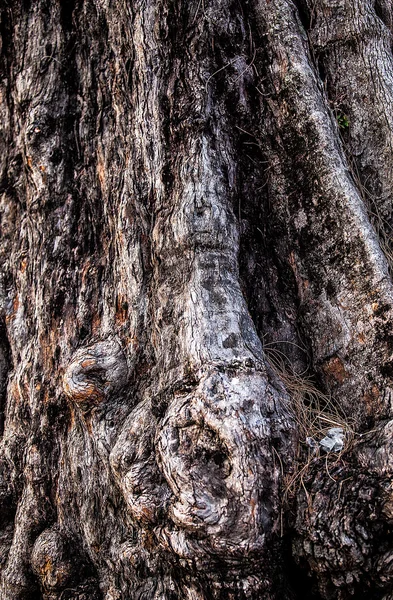 Grosse racine d'arbre. Gros plan texture . — Photo