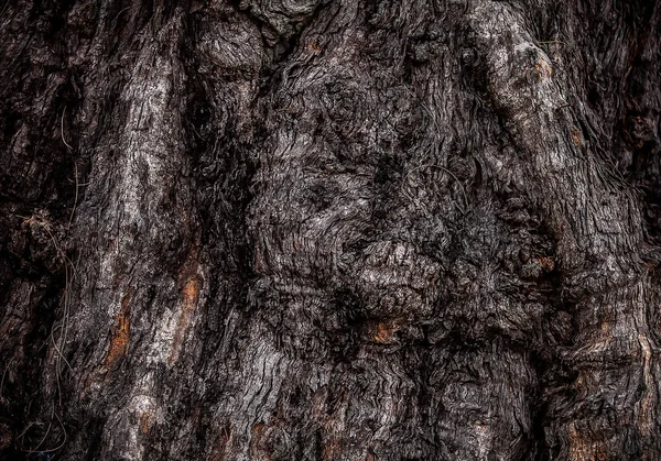 Radice d'albero grande. Struttura del primo piano . — Foto Stock