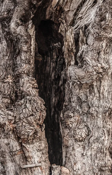 Grosse racine d'arbre. Gros plan texture . — Photo