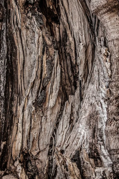 Kořen stromu. Detailní textury. — Stock fotografie