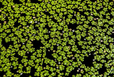 bitki örtüsü arka plan.