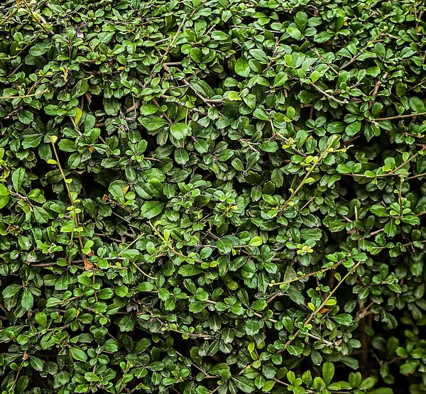 Grüner Hintergrund. — Stockfoto