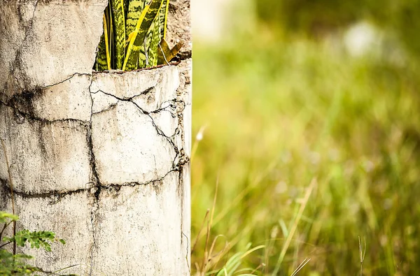 Hintergrund der Vegetation. — Stockfoto