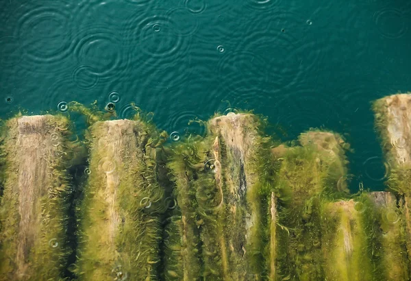 Logs na água como fundo . — Fotografia de Stock