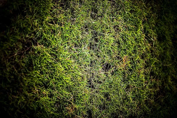 Green grass background. — Stock Photo, Image