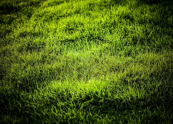 Grön gräs bakgrund. — Stockfoto