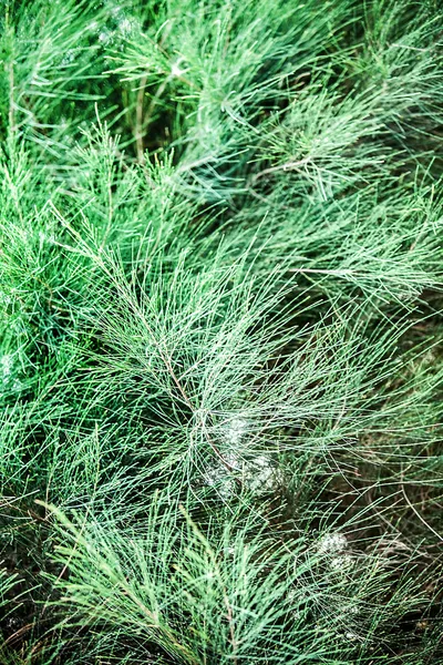 緑の草の背景. — ストック写真